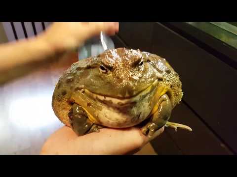 Видео: Если ты не идёшь в зоопарк, то зоопарк придёт к тебе.