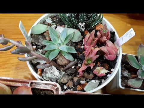 Видео: Посадка корейских суккулентов. Что в итоге получилось .
