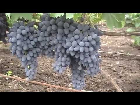 Видео: Чарли (Антрацит) - урожайный сорт винограда (раньше думал, что это Кодрянка)
