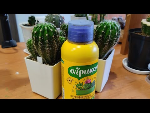 Видео: Кактусы и удобрение. Эксперимент.