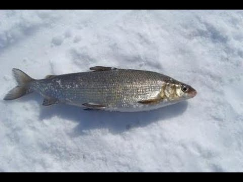 Видео: Очень сильный ветер но мы справились!!! Сиг и Окунь порадовали 12 километр.