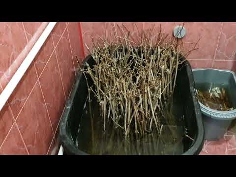 Видео: настольная прививка винограда.Часть 1. Подготовка