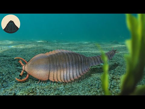 Видео: Эволюция сердца