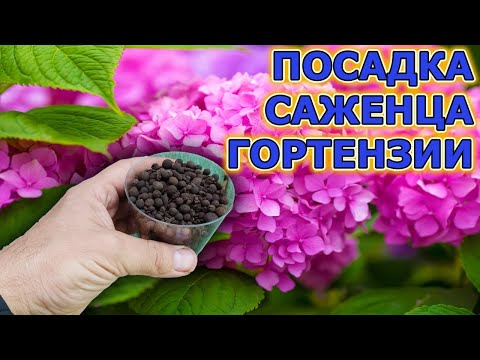 Видео: Посадил гортензию по всем правилам питомников и удивился! Как посадить гортензию правильно.