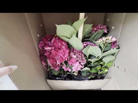 Видео: Розпаковка! Рослини від БалСад!