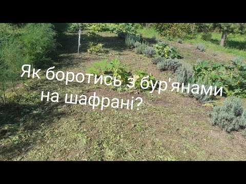 Видео: Як боротись з бур'янами на шафрані?