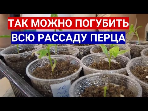Видео: ПЛОХАЯ РАССАДА ПЕРЦА - ИСПРАВЛЯЙТЕ ОШИБКИ! КАК ВЫРАСТИТЬ КРЕПКУЮ РАССАДУ