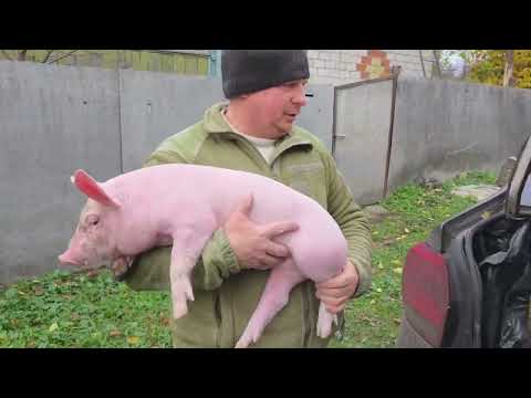 Видео: Ціна і вага поросят.