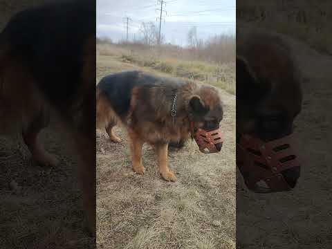 Видео: Ещё одно знакомство щенят с папашкой-агрессором