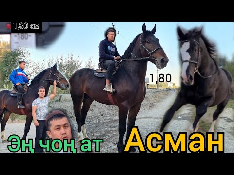 Видео: АСМАН Улукмырзада 🔥 180 см ӨТӨ ЧОҢ АТ