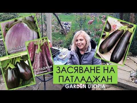 Видео: Патладжан - засяване и отглеждане | 12.03.2023 г.