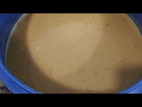 Видео: Белая схема, ржаной затор!! Хлебное вино..
