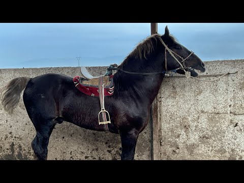 Видео: АСПБОЗОРИ ЛЕНИСКИЙ РАЙОН 🐴😱НАРХО ДАР ОСМОН 6:11:2024