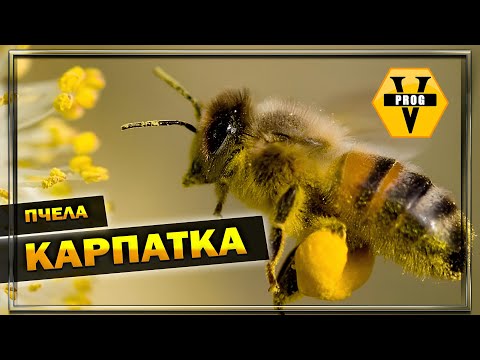 Видео: КАРПАТСКАЯ ПЧЕЛА. Все что нужно знать о расе пчел Карпатка! Пчеловодство для начинающих
