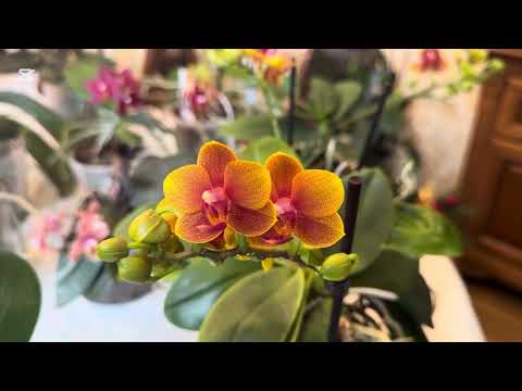 Видео: МОИ МИНИАТЮРНЫЕ, АРОМАТНЫЕ ОРХИДЕИ 🌸🌸🌸 ( часть 1)