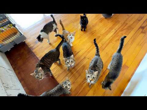 Видео: Внутри заброшенной школы!? Откройте для себя самое трогательное кошачье убежище Японии🏫🐈