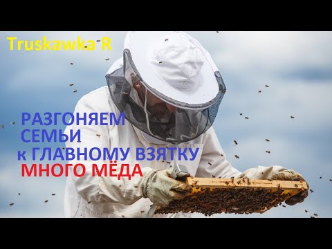Видео: #Пчёлы. Как за две недели, разогнать семью пчёл до состояния медовика. И взять много мёду на пасеке.