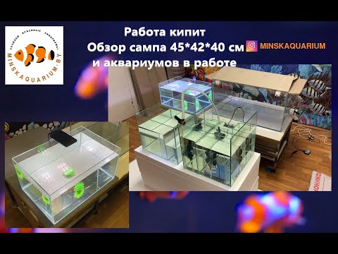 Видео: Работа кипит. Обзор сампа 45*42*40 см и аквариумов в работе.