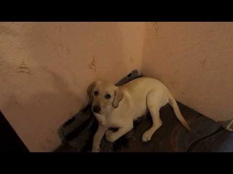 Видео: Лабрадор "Умка одна дома"