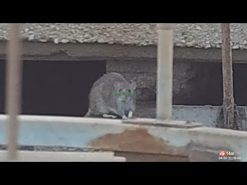 Видео: Смешанная сумка диких животных