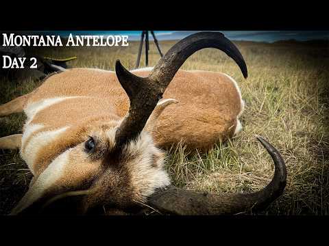 Видео: «80-дюймовая общественная земля Восточной Монтаны, падение!» (Montana Antelope, 2025 — День 2)