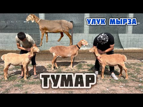 Видео: Улук мырза ГИГАНТ сулуу койлорунан сатыкка койду🤚🏼 Тумардын кыздары