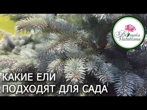 Видео: Какую елку выбрать для сада