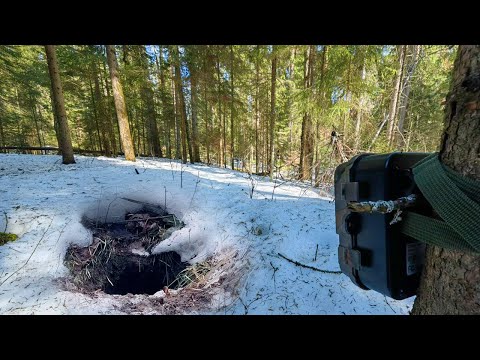 Видео: Спрятал Фотоловушку у ЛИСЬЕЙ норы, но вот кто пришел! Кто съел Кабана?