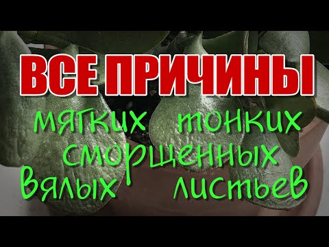 Видео: ДЕНЕЖНОЕ ДЕРЕВО. ТОЛСТЯНКА. КРАССУЛА. МЯГКИЕ ТОНКИЕ СМОРЩЕННЫЕ ЛИСТЬЯ. ПОЧЕМУ ВЯНУТ? ПРИЧИНЫ.