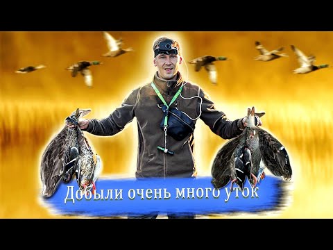 Видео: Лучшая охота на утку в этом сезоне!! Шикарные налёты, много трофеев. Шикарне полювання на качку 2021