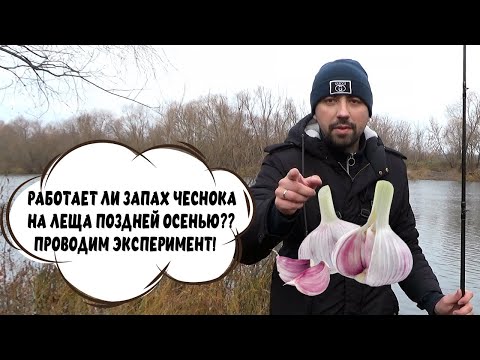 Видео: Привлекает ли запах ЧЕСНОКА леща поздней осенью? Проводим эксперимент! Фидерная рыбалка на реке