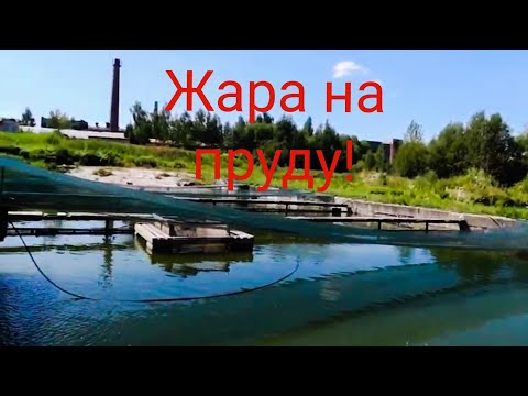 Видео: Жара на пруду!