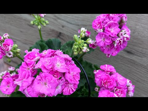 Видео: Обзор пеларгоний на даче🌸🌸🌸🌸
