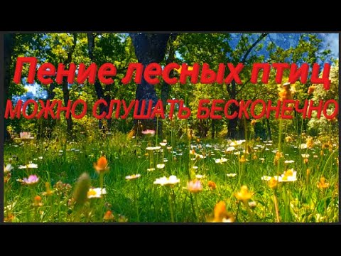 Видео: Великолепное Пение Птиц В Лесу - Это Благодать Для Вашей Души ! Звуки Природы для Отдыха и Сна.ASMR