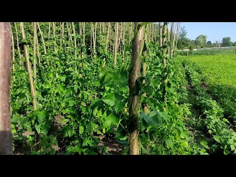 Видео: Квасоля росте як на дрождях. Бізнес в селі 🇺🇦