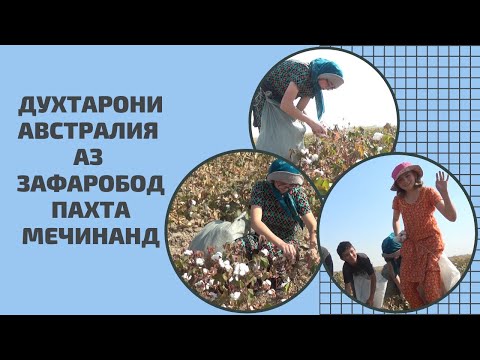 Видео: АВСТРАЛИЙСКИЕ ДЕВУШКИ CОБИРАЮТ ХЛОПОК В ЗАФАРОБОДЕ ||ДУХТАРОНИ АВСТРАЛИЯ АЗ ЗАФАРОБОД ПАХТА МЕЧИНАНД