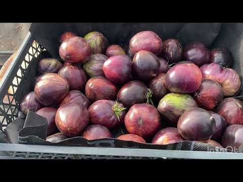 Видео: Убираю последние томаты, заказы,заканчиваю сезон 🍅🌶️