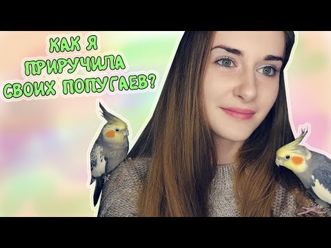 Видео: Как приручить попугая?🐥