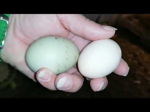 Видео: Рыжуля квочка 🤔. Второй день глистования, чем и как. 