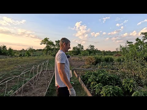 Видео: Чеснок выкопали, персик доедают птицы