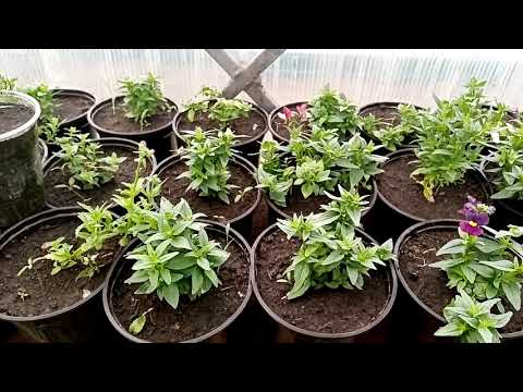 Видео: Бесподобное растение Мшанка! Что растёт в теплице #2.