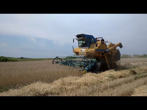 Видео: уборка пшеницы Тритикале ск 6 колос + прессования тюков соломы работа кипит  18 июля 2023
