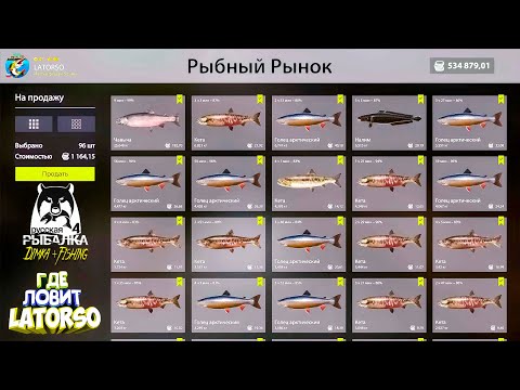 Видео: Русская рыбалка 4.🎣🦈 р. Яма 🐬🐬🐬...💦 ГДЕ ЛОВИТ LATORSO 👀