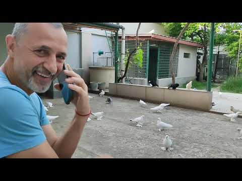 Видео: Бойние голуби. У меня в гостях Александр Сибиряк. 1.05.24 Грузия. Тбилиси