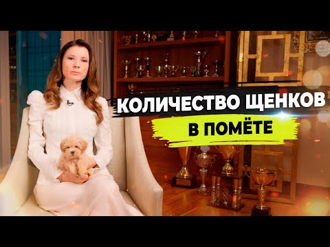 Видео: Сколько щенков рожает собака. Малоплодие и многоплодие собаки.