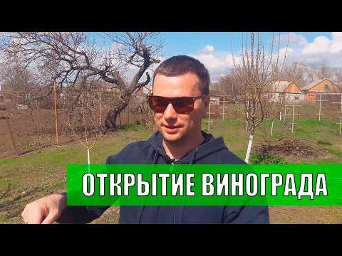 Видео: Виноград весной - открытие винограда, обработка винограда - апрель