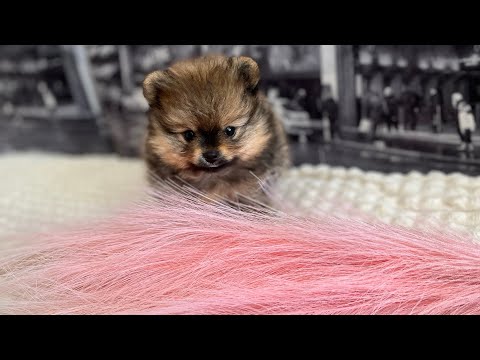 Видео: VLOG:Наш день,щенок шпица мишка | НАШЛА 2 йорков 😱