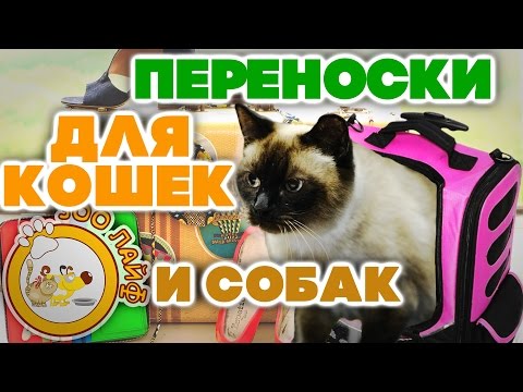 Видео: Переноски для кошек, котят и маленьких собак. Как выбрать переноску для котят. Кошки. Собаки.