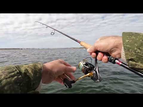 Видео: Дубасим селёдку