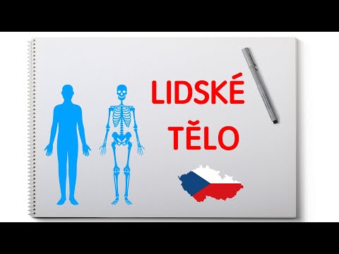 Видео: Lidské tělo. Тело человека. Čeština pro cizince. Чешский язык